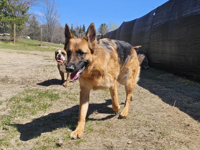 German shepherd walking in the yard