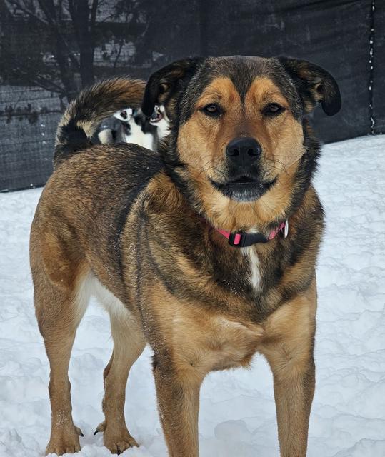 Shepherd mix close-up in the snow