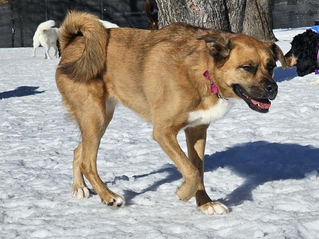 Tan dog walking in the snow
