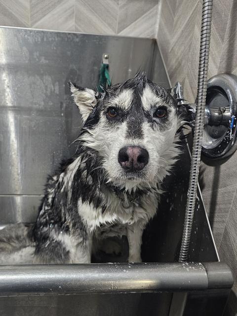 A husky in the grooming tub