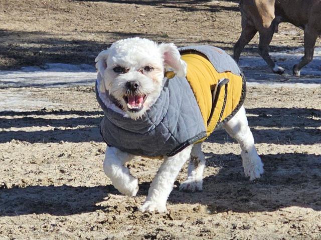 Small white dog in a winter coat