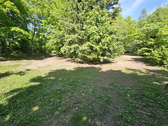Grassy trail through the trees