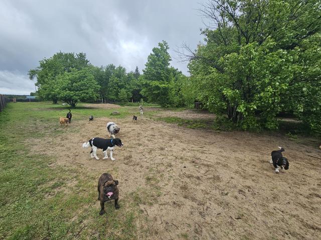 Dogs exploring the big open field
