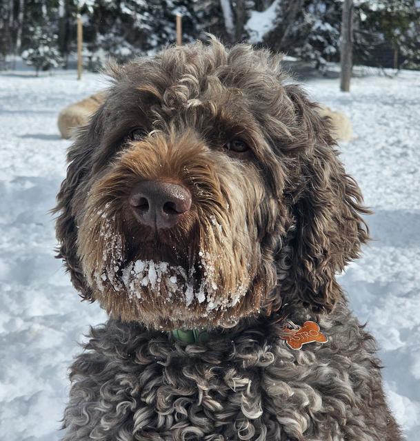 Shaggy doodle close-up in the snow