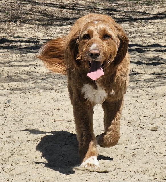 Brown doodle running with its ears flying