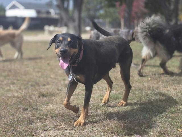 Black and tan dog walking with the pack