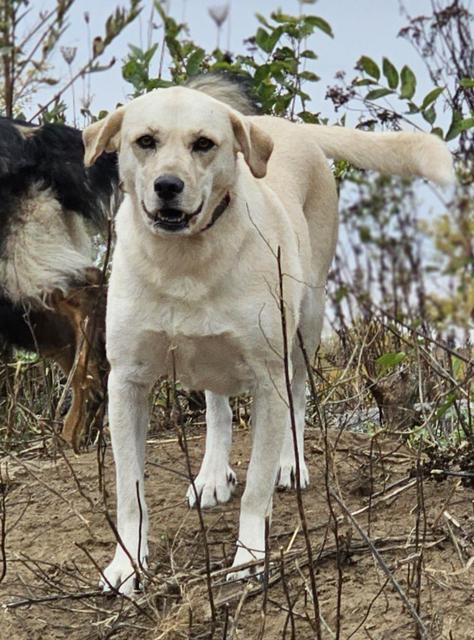 Yellow Lab standing in the tall grass