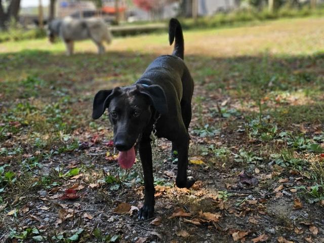 Black dog in the grassy yard