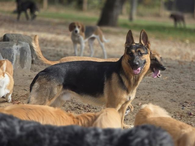 German shepherd relaxing with the pack
