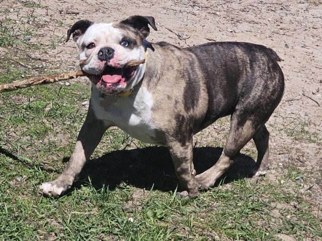 Brindle bulldog on a leash in the grass