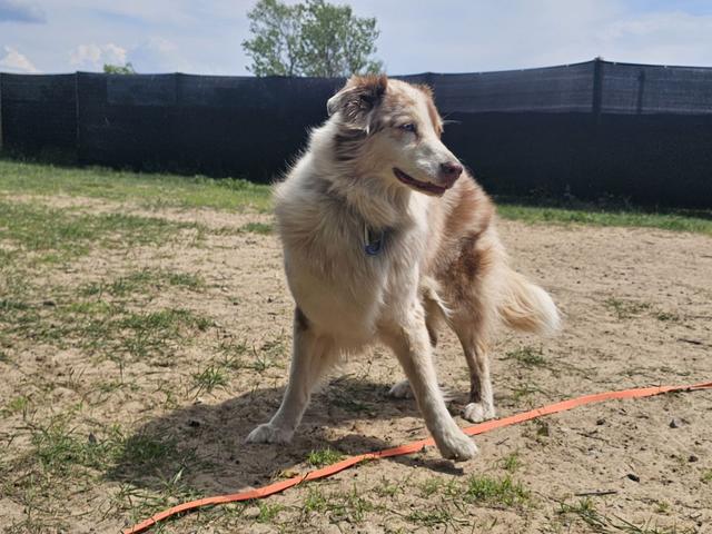 Fluffy dog on a leash in the yard