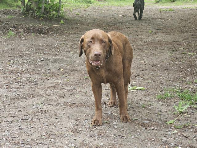Brown dog standing in the yard
