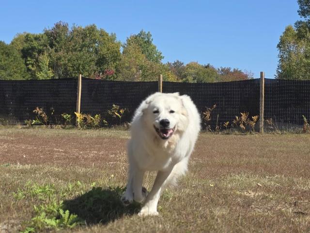 Fluffy white dog in the yard