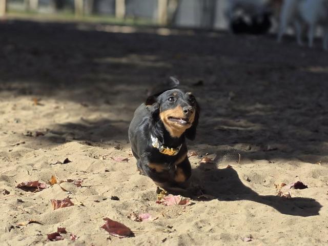 Small black dog in the sandy yard