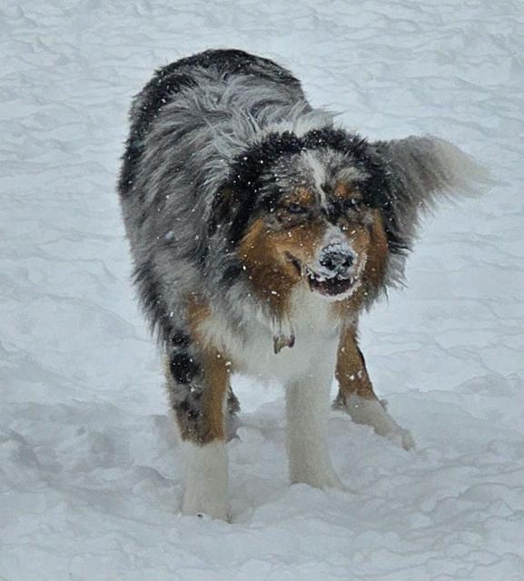 Blue merle Australian shepherd in the snow