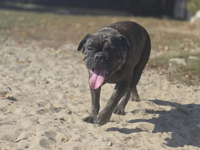 Black dog trotting across the yard