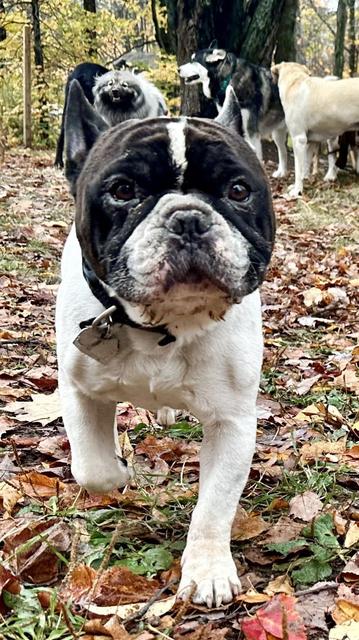 Black and white French bulldog in the leaves