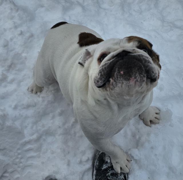 White bulldog looking up in the snow