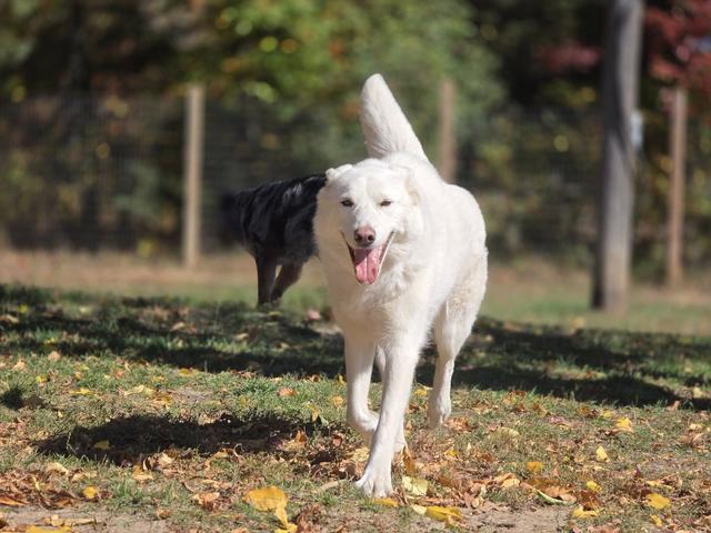 White dog in the grassy yard
