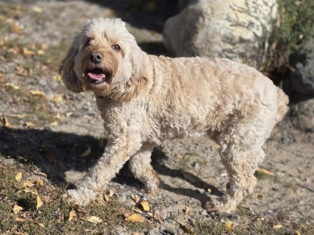 Scruffy cream dog in the yard
