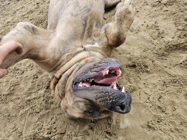 Dog rolling on its back in the sand