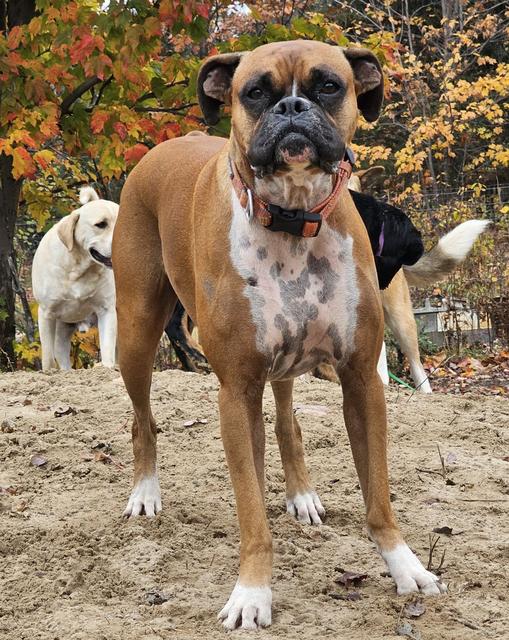 Boxer standing in the autumn yard