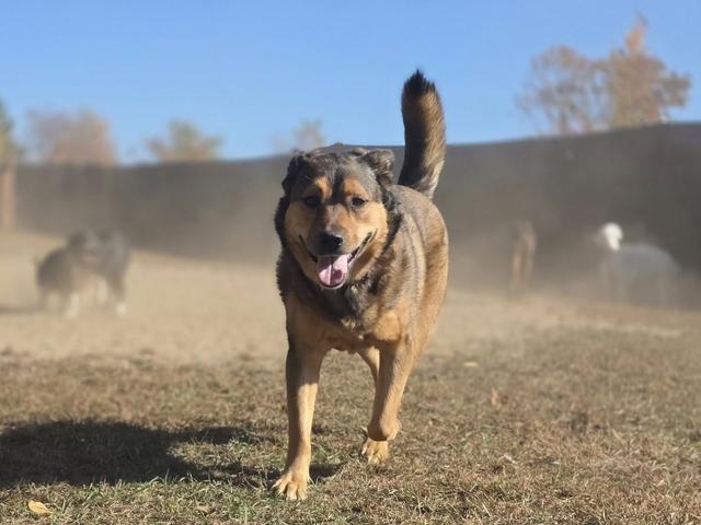 Shepherd mix running in the sandy yard