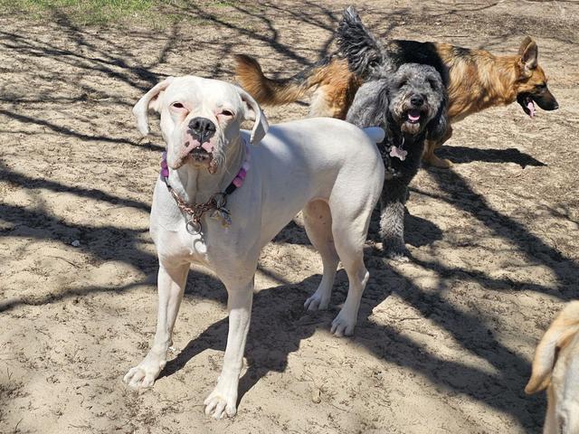 White dog playing with the pack