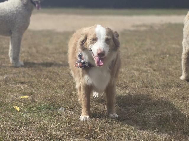 Spaniel mix walking in the yard