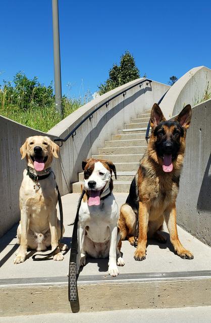 Three dogs sitting side by side on outdoor steps