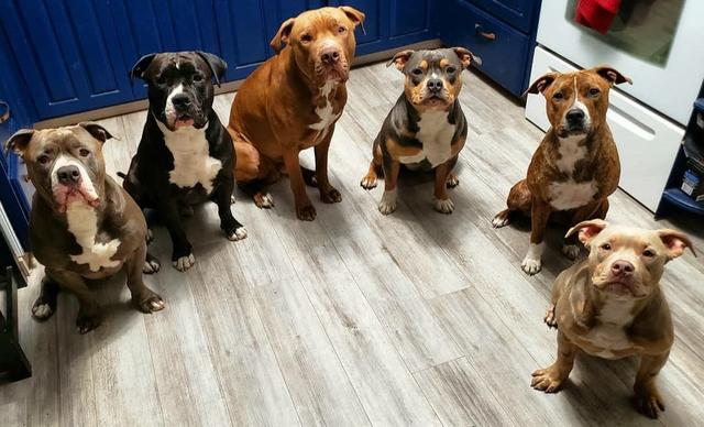 Six bully-breed dogs sitting in a row indoors, all watching for the next cue