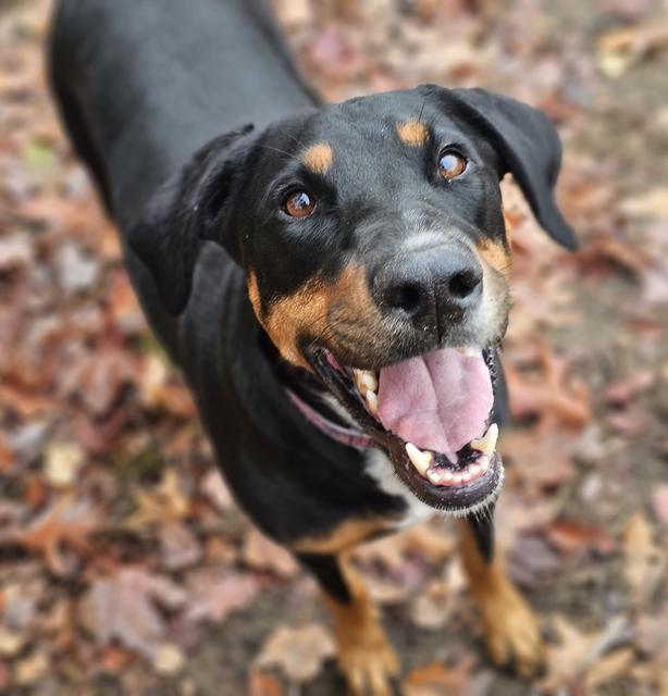 Rottweiler mix grinning in the autumn leaves