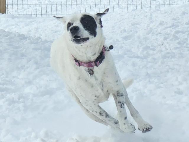 White and black dog running in the snow