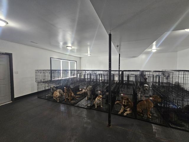 Indoor kennel room at the daycare