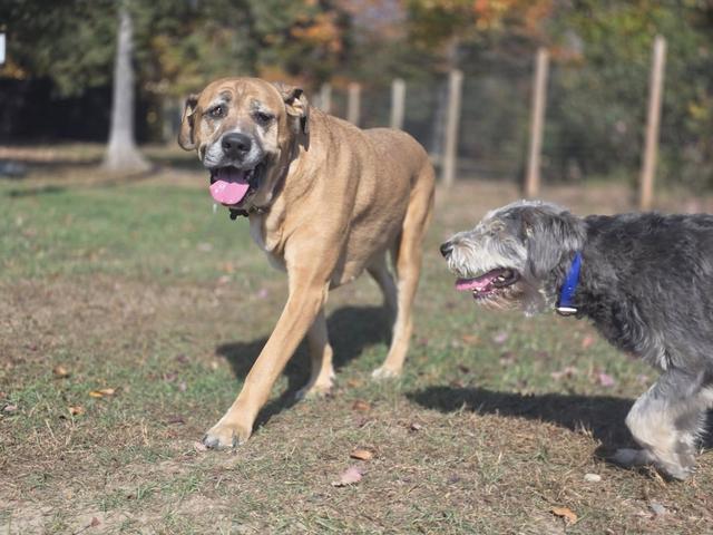 Dogs playing together in the yard