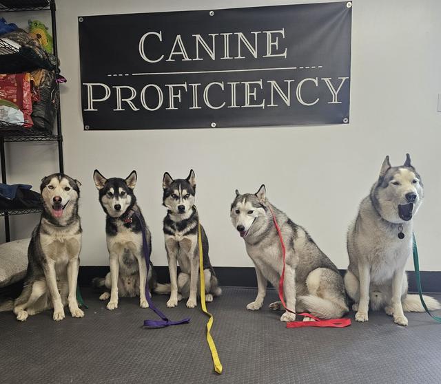Five huskies and shepherds sitting side by side on leash in front of the Canine Proficiency sign