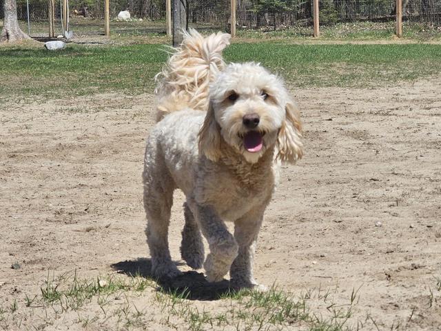 Scruffy cream dog walking in the yard