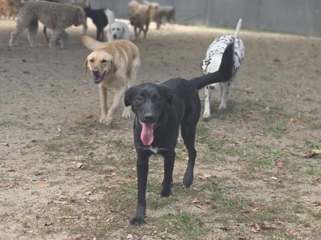 Black dog walking with the pack