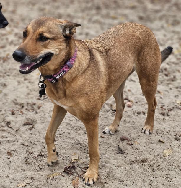 Tan dog with a pink collar in the sand