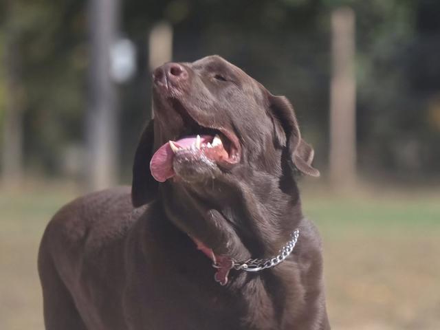 Chocolate Lab smiling
