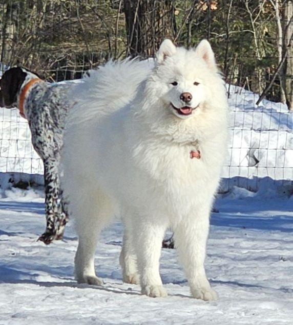Samoyed in the snow