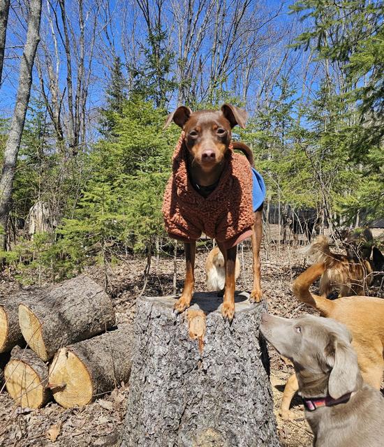 Dog in a red coat standing on a woodpile