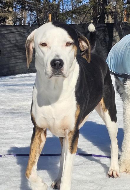 Black and white dog in the snow