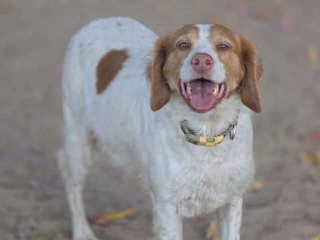 Brittany spaniel close-up