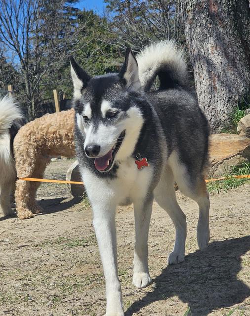 Husky standing in the yard