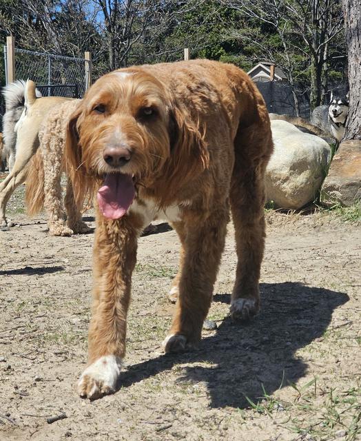 Golden retriever mix in the yard