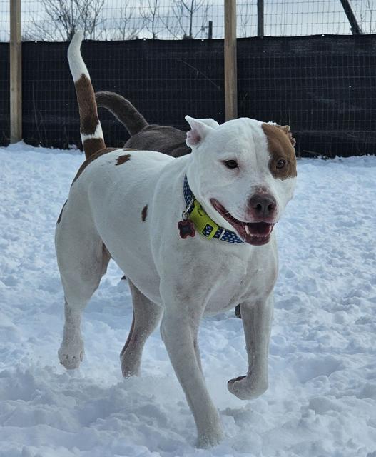 White dog playing in the snow