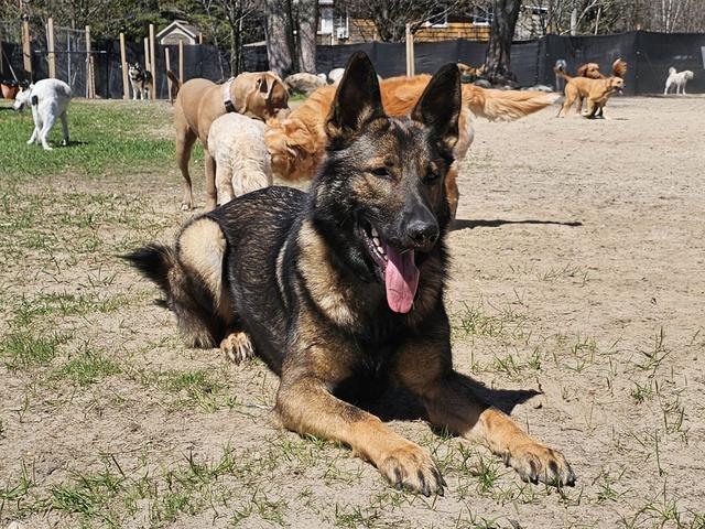 German shepherd lying in the yard