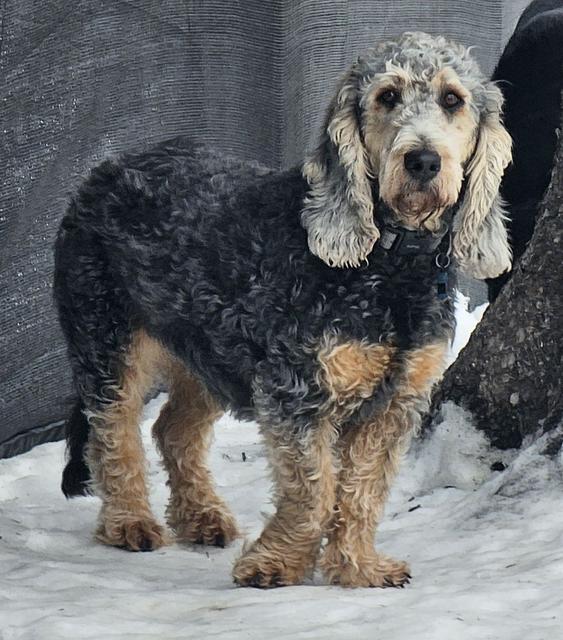 Grey spaniel in the snow