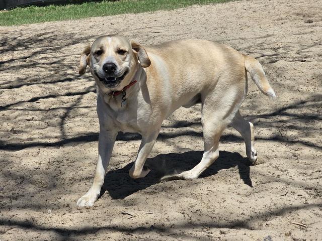Yellow Lab walking in the yard